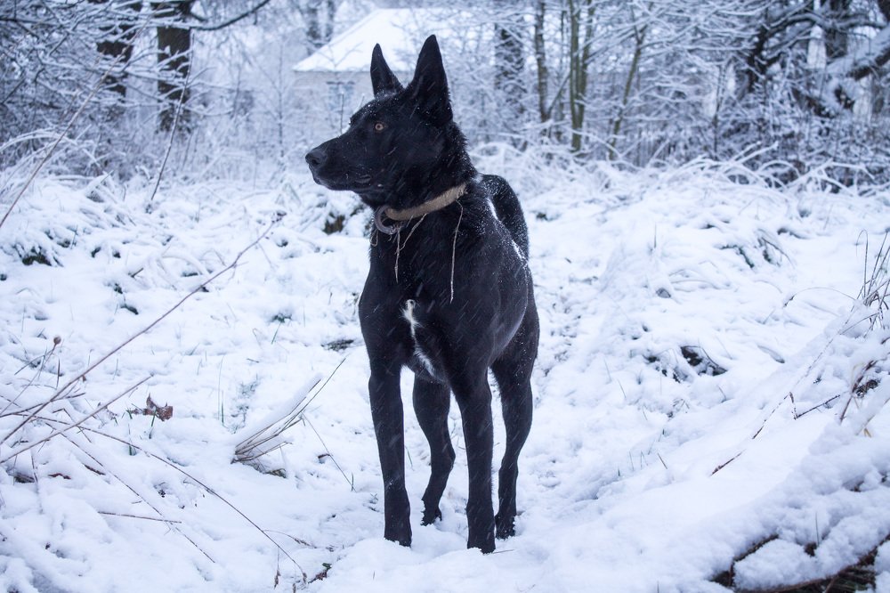 Пес и снег