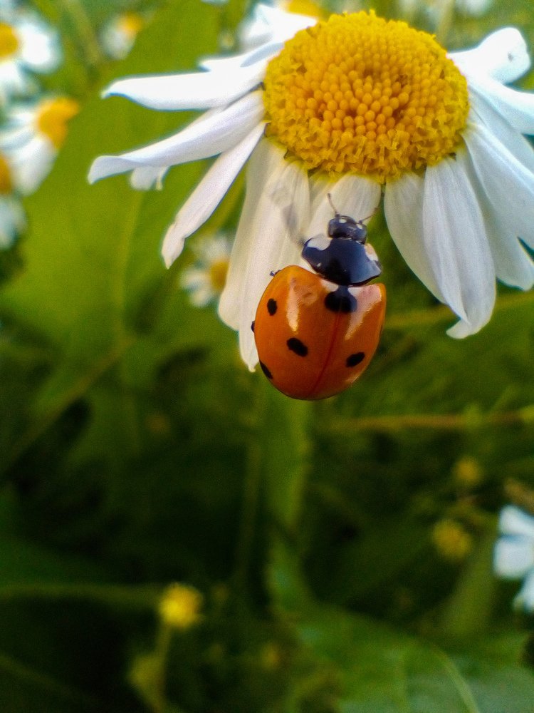Photograph by Надежда Кичигина