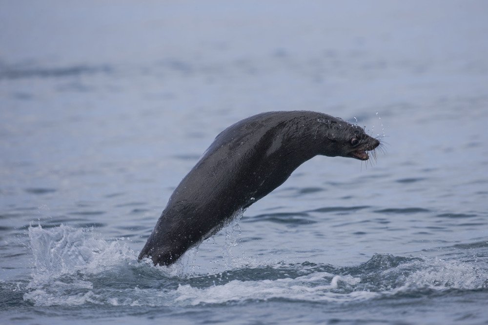 Фотография автора Oskars Smelins