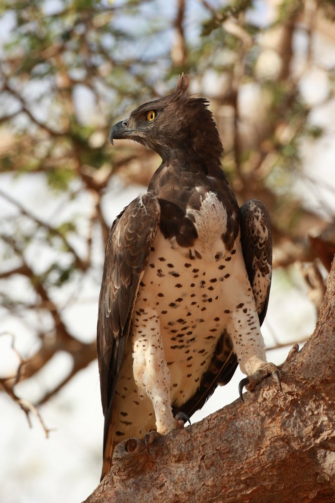 Фотография автора Oskars Smelins