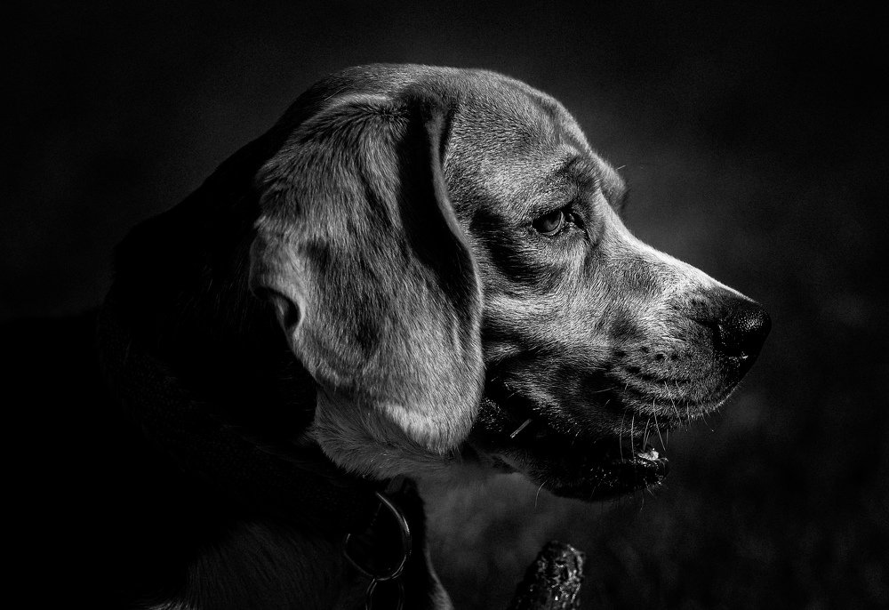 Photograph by Nenad Mikovic