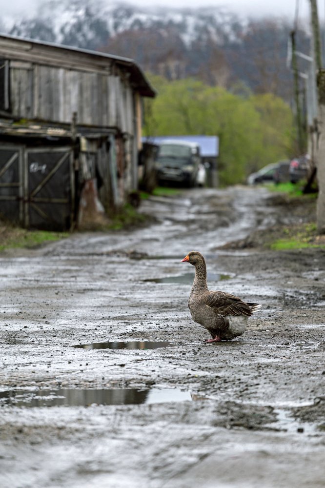 Photograph by Андрей Щербинин