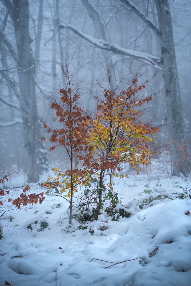 Photograph by Helen Vasilieva