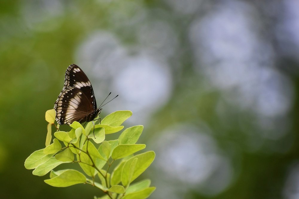 INTO THE WORLD OF BOKEH