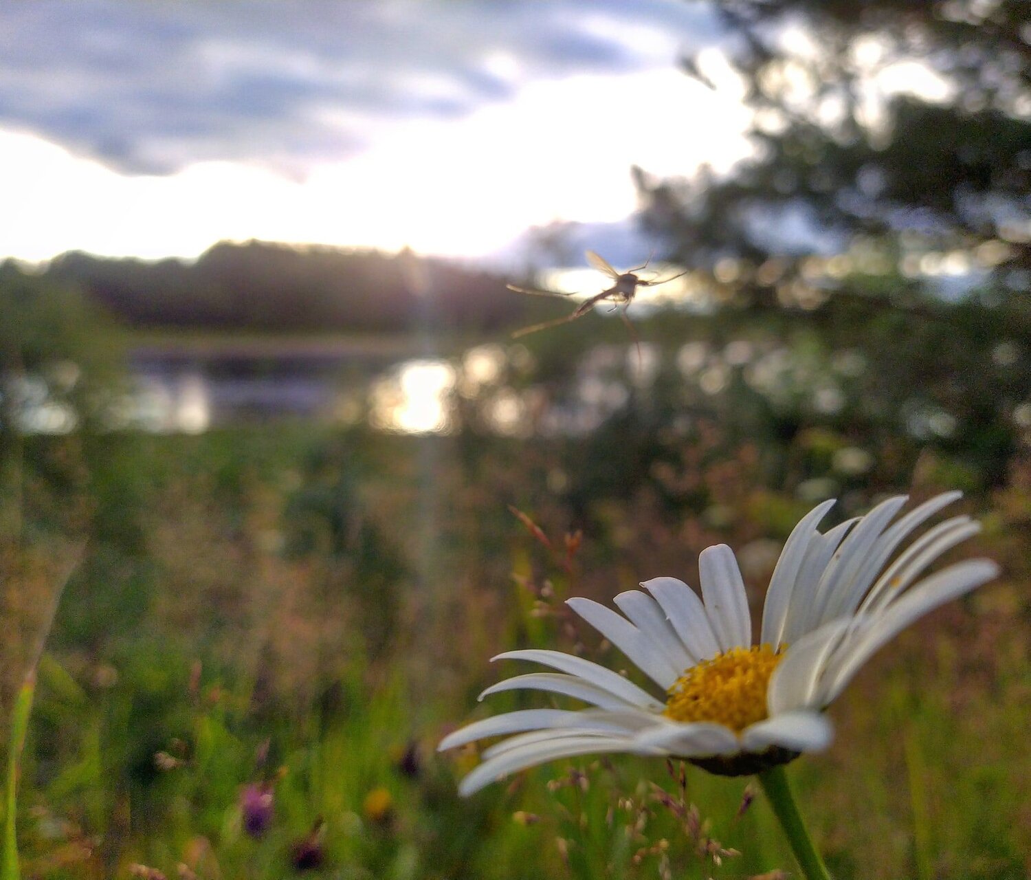 Photo #5316666