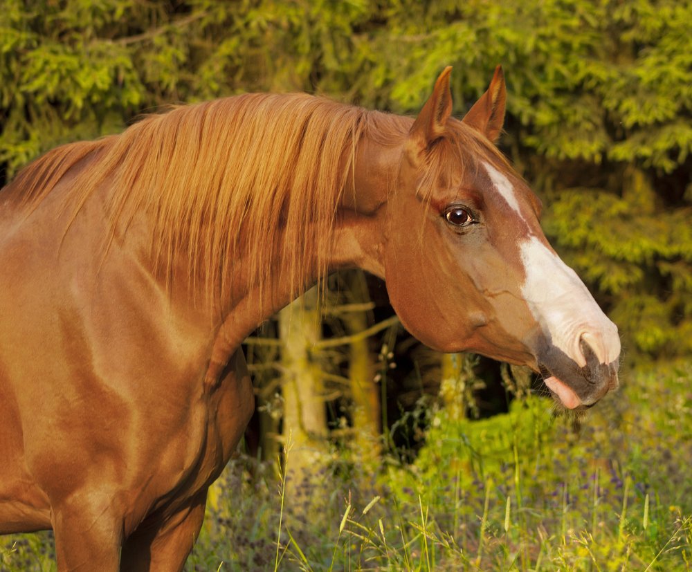 Терская кобыла Серебряная/ Mare Serebryanaya (Silver)