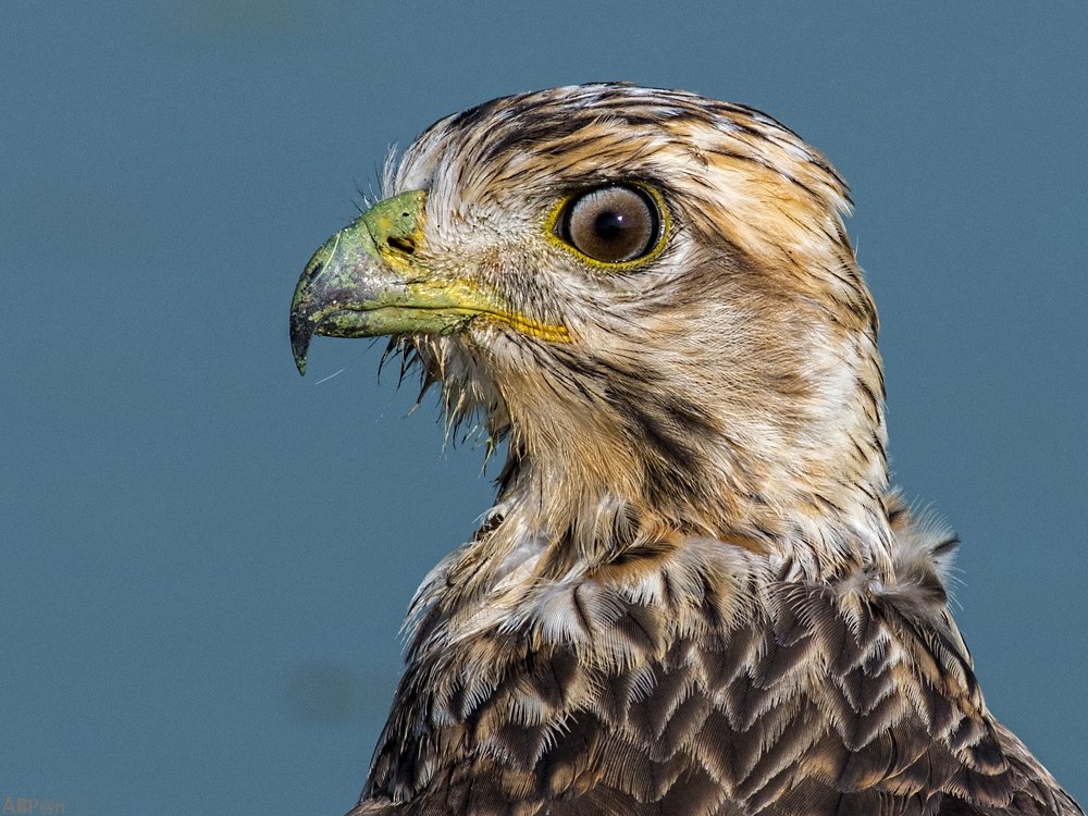Up close with a buzzard