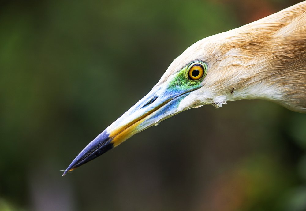 Photograph by sanchayan chowdhury