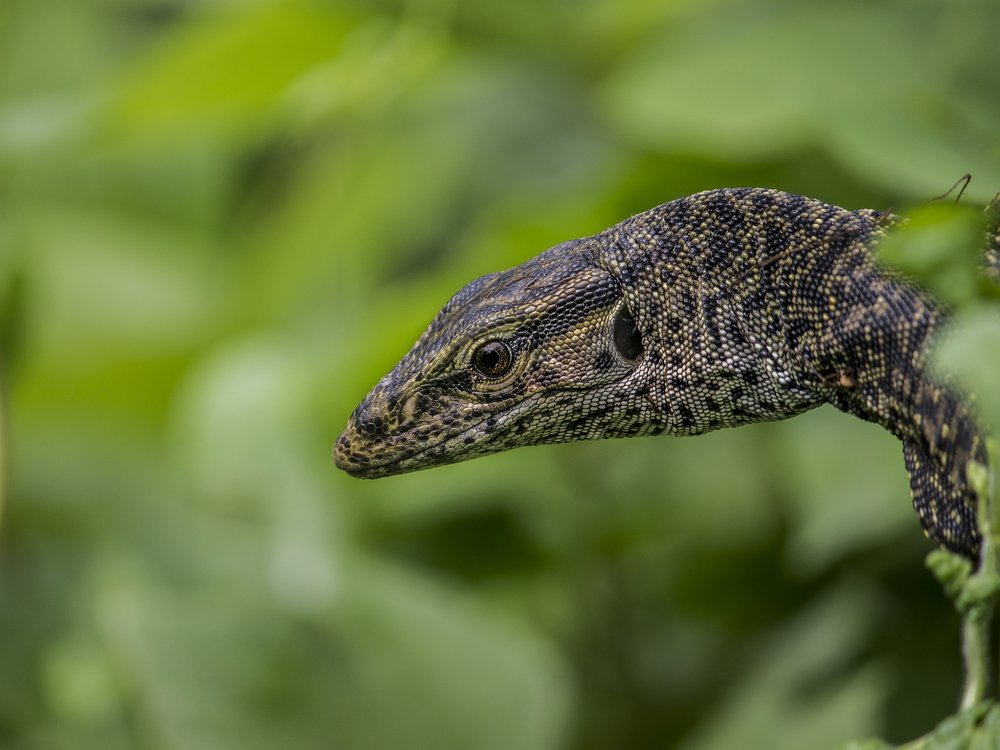 Photograph by sanchayan chowdhury