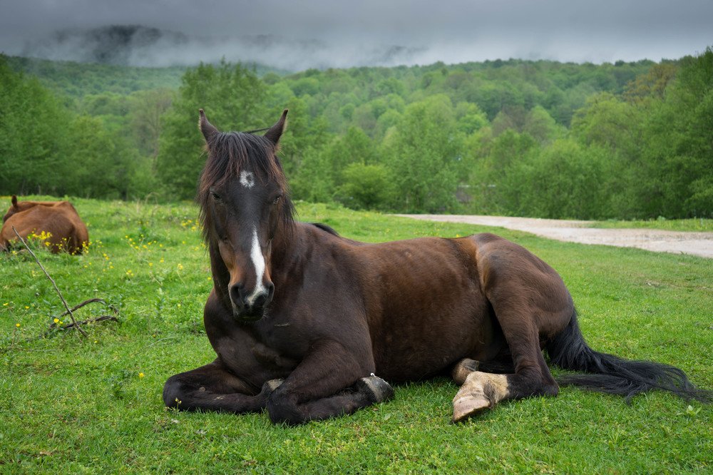 Photograph by mikhail goryachev