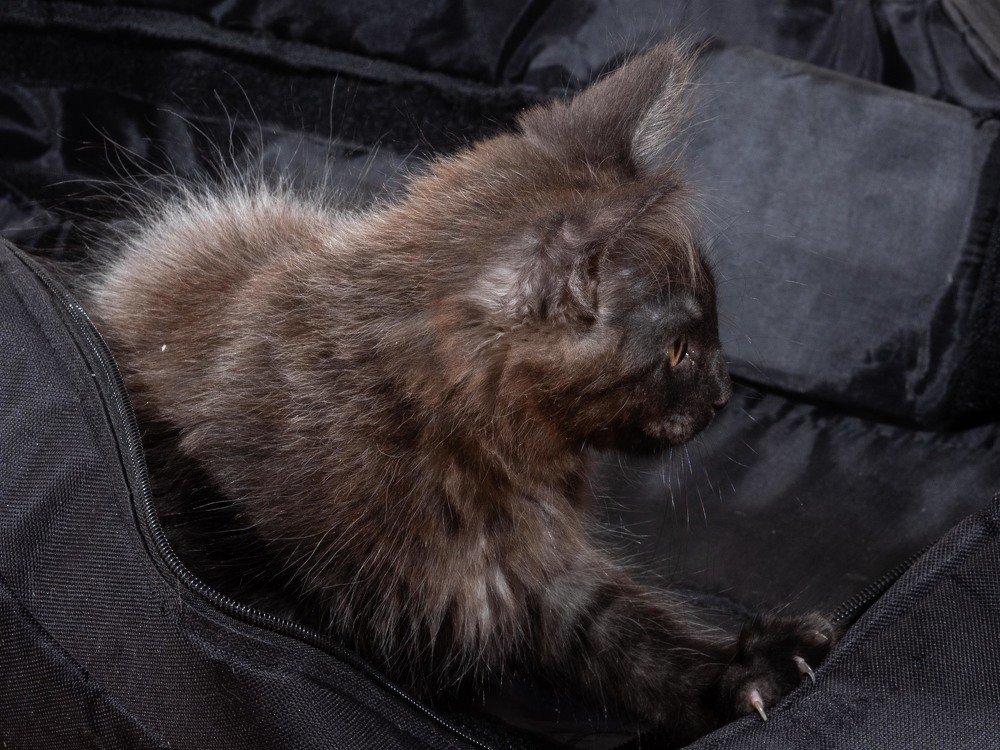 Photograph by mikhail goryachev