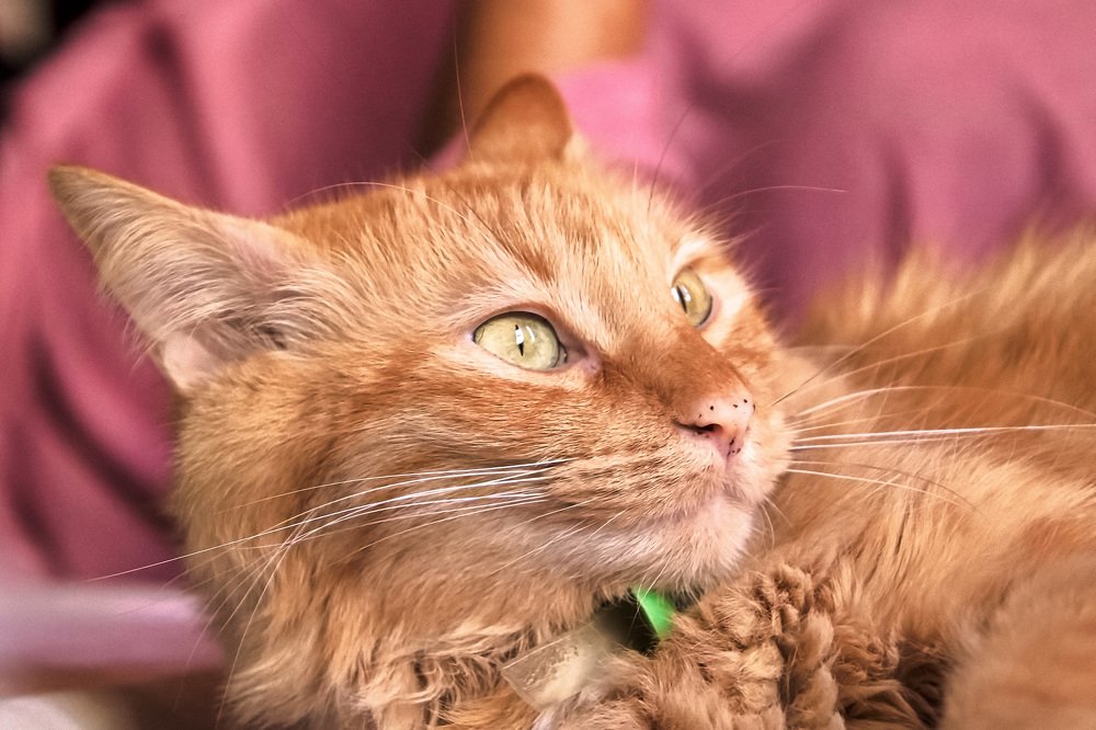 Фотография автора Juan Carlos Castillo