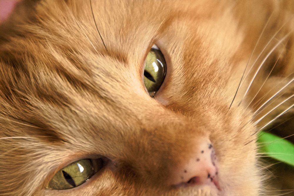 Фотография автора Juan Carlos Castillo