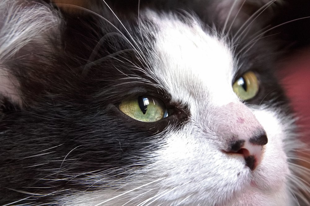 Фотография автора Juan Carlos Castillo