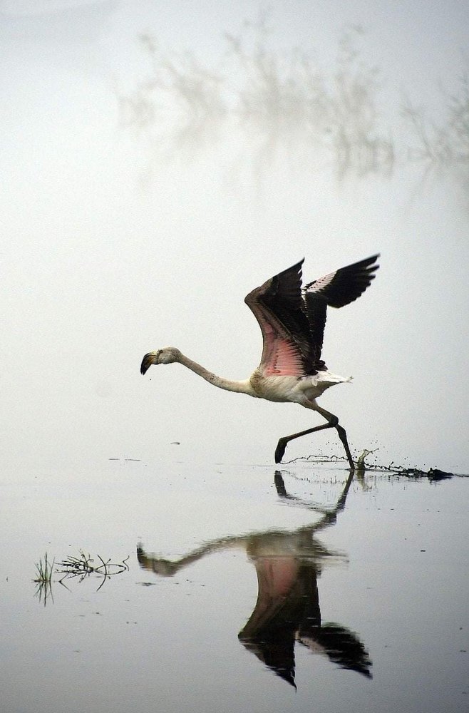 Lake, fog and flamingo
