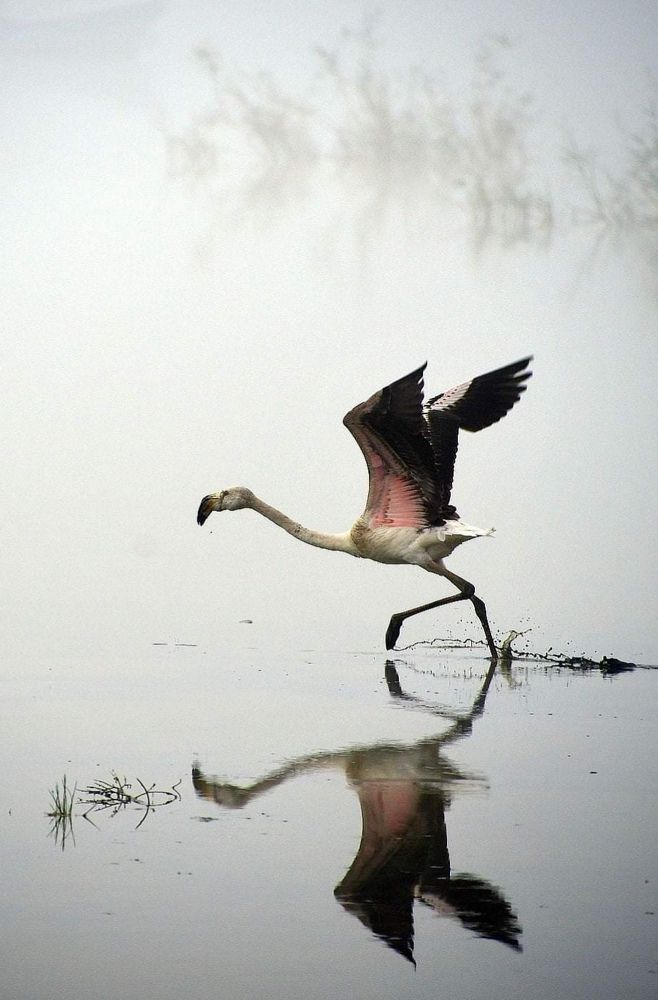 Departer of flamingos