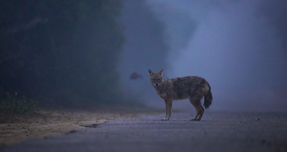 Photograph by Shivendra Singh