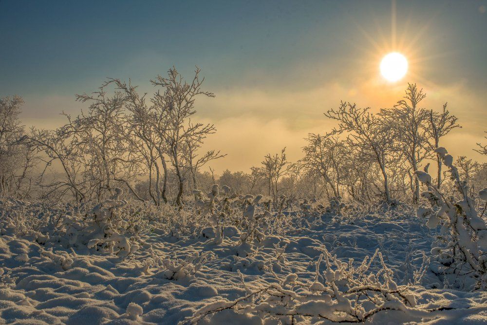 Морозный лес.