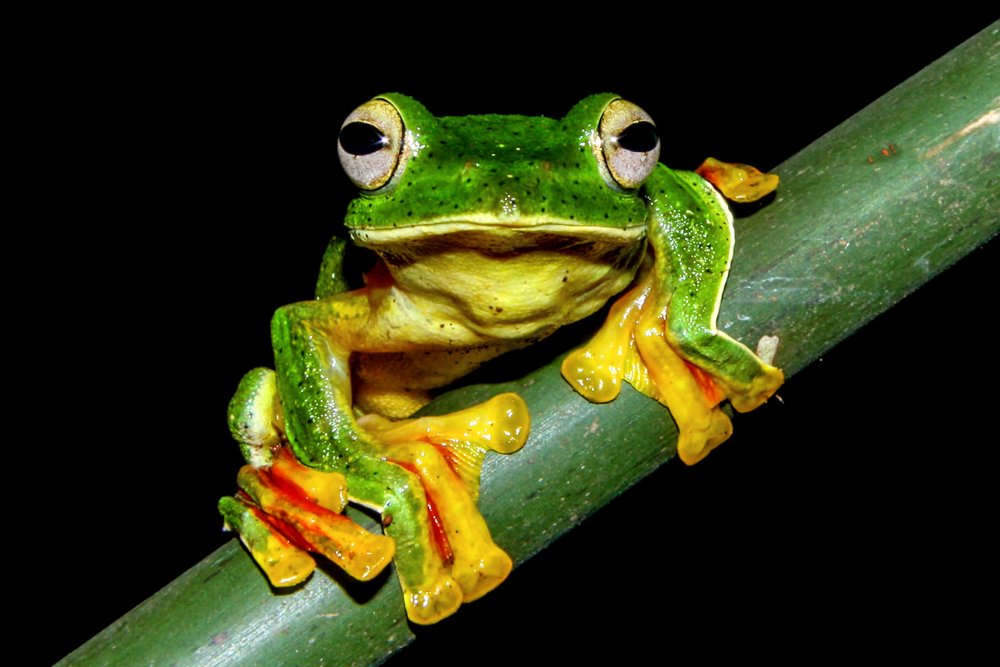 Malabar Gliding Frog