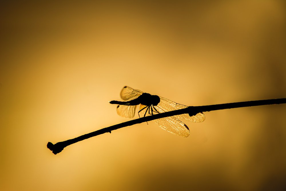 Photograph by Navya Ajith