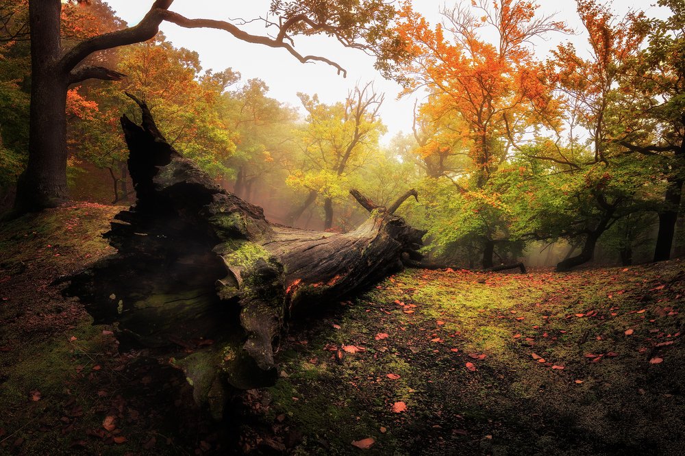 Autumn forest