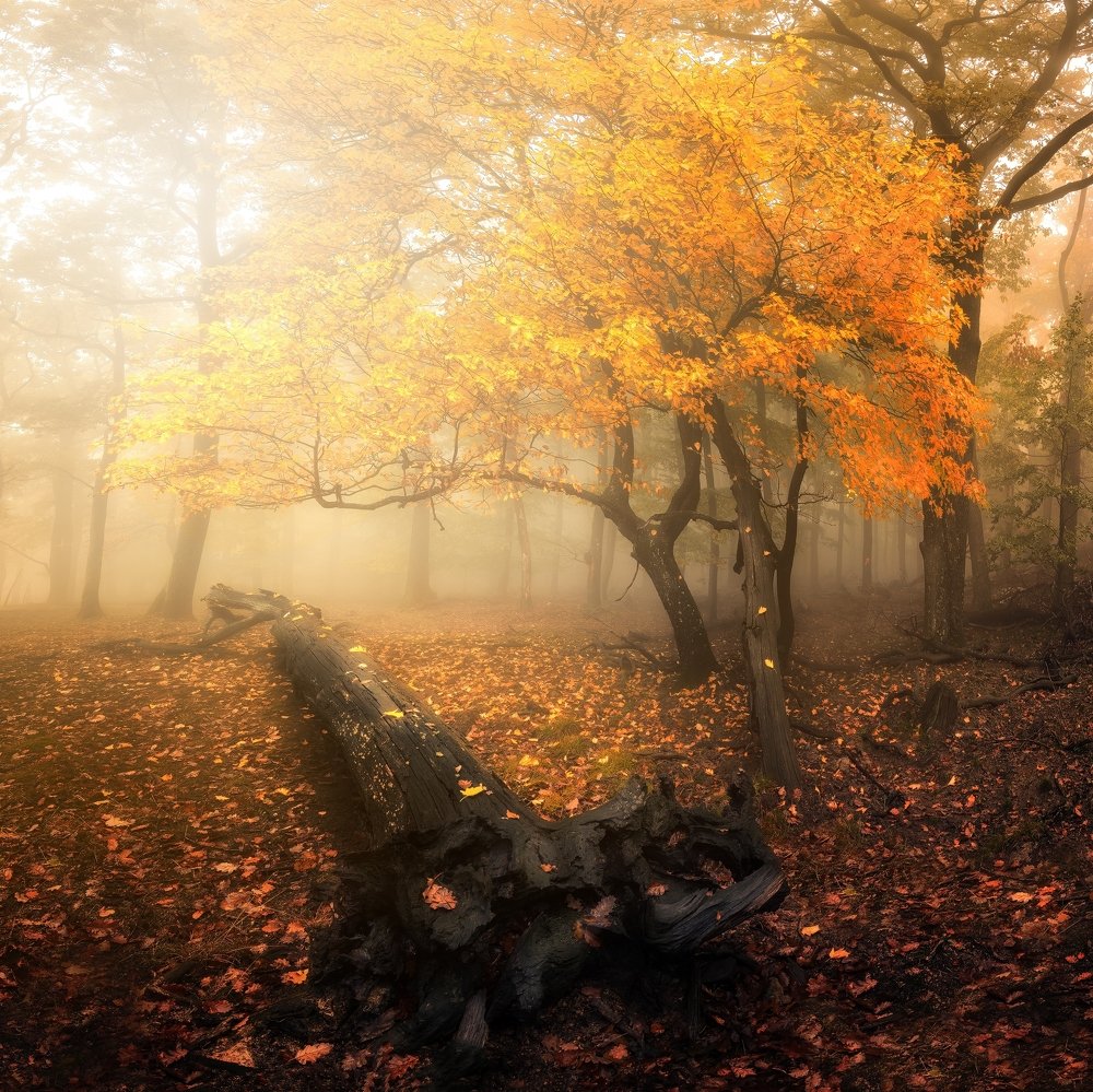 Autumn Carpathian forest