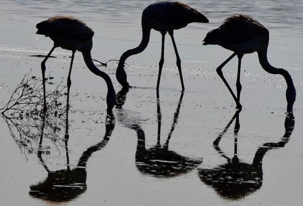 Reflections of flamingos