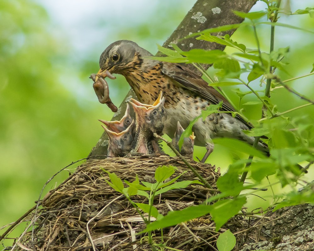 Время обедать