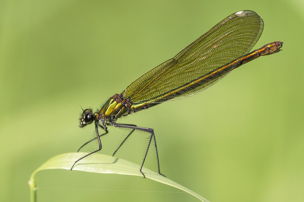 Photograph by Юрій Стороженко