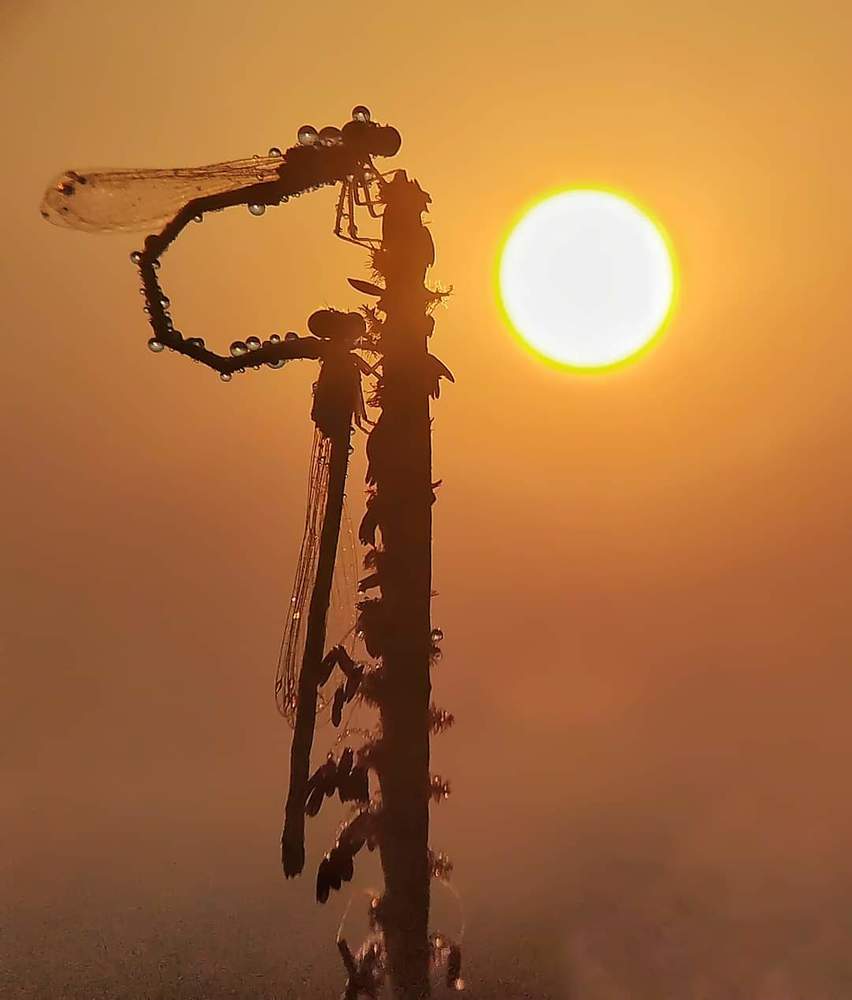 Фотография автора ISLAM SK RIYAJUL