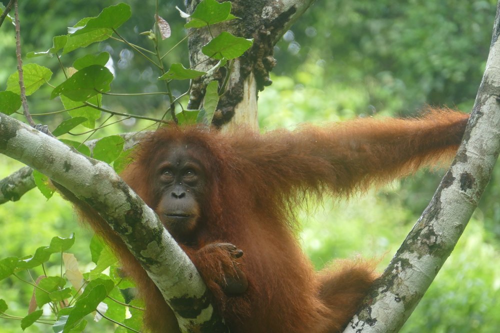 Wild orangutan from Sumatra jungle
