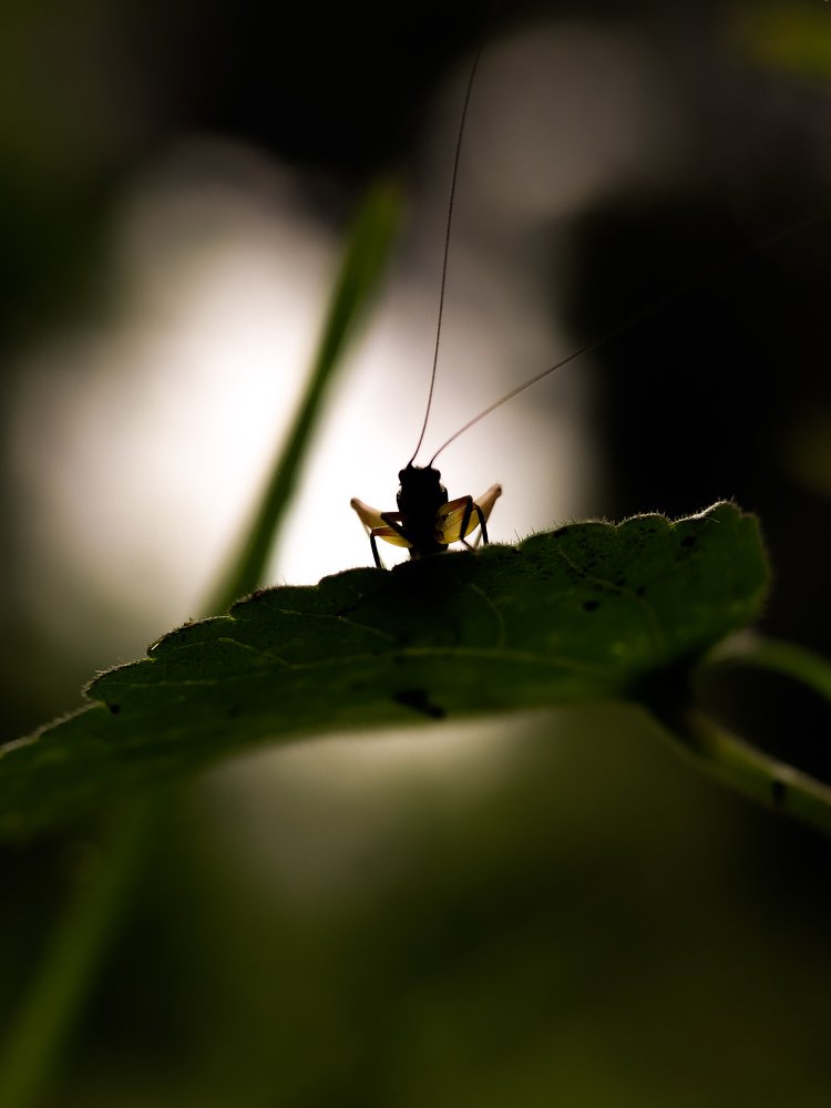 Photograph by Arun Kumar