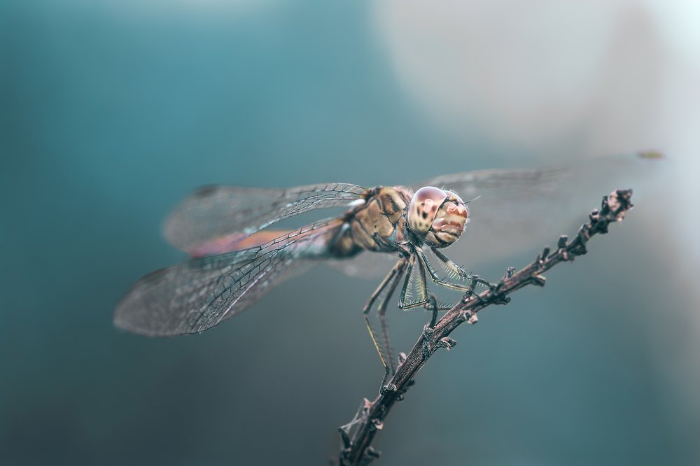 Photograph by Mohammed Oussama