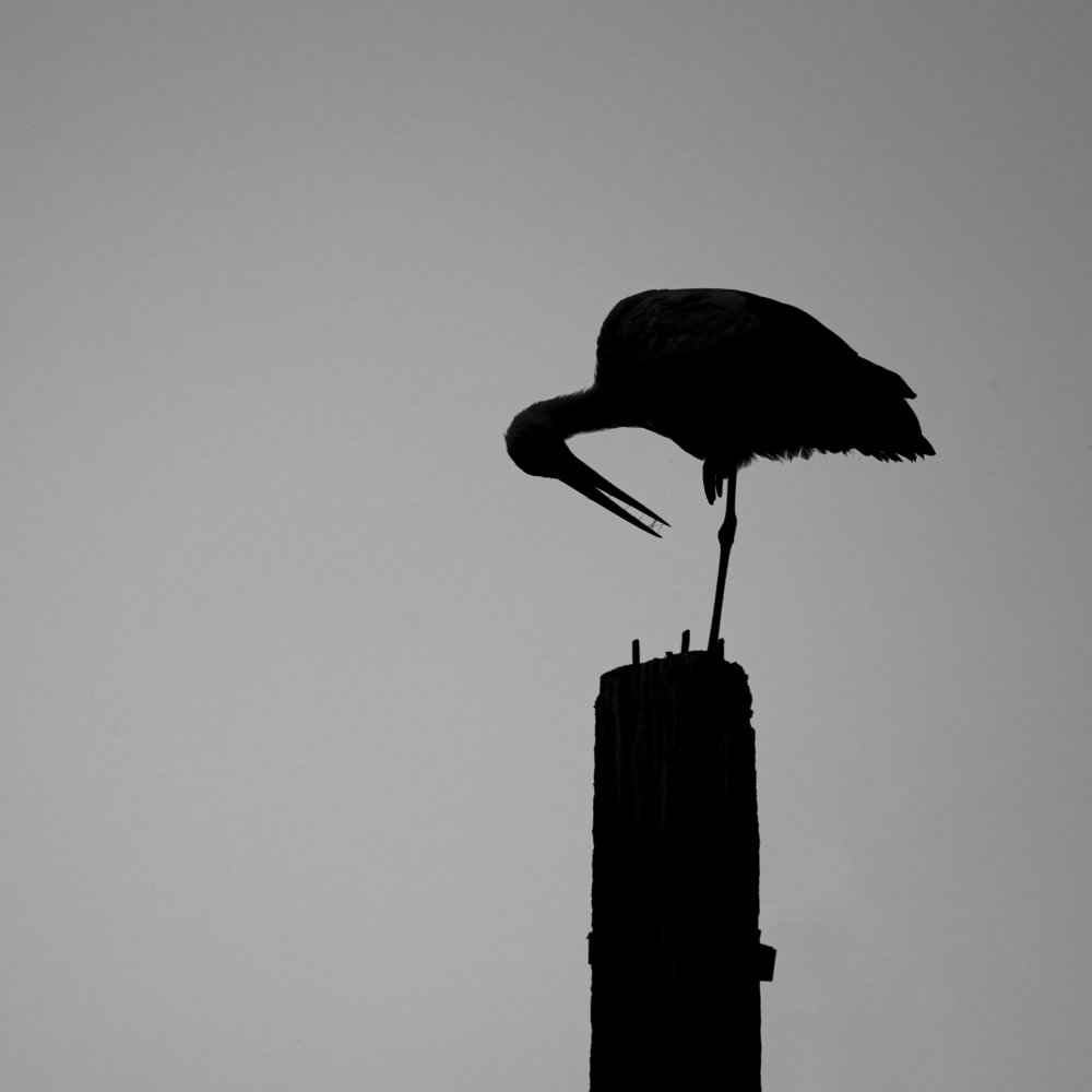 stork minimal