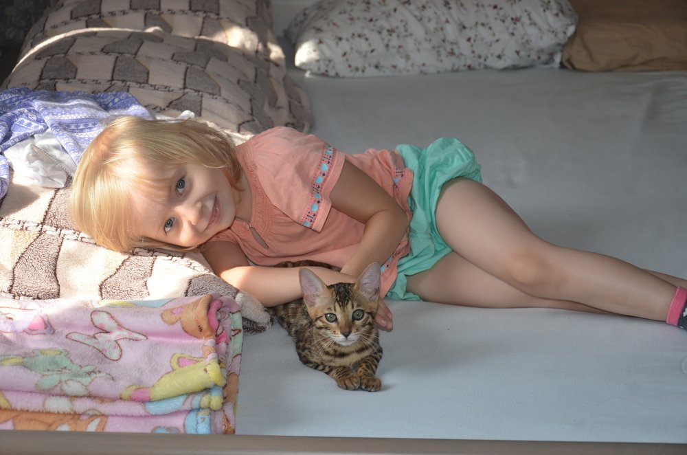 Две кошечки