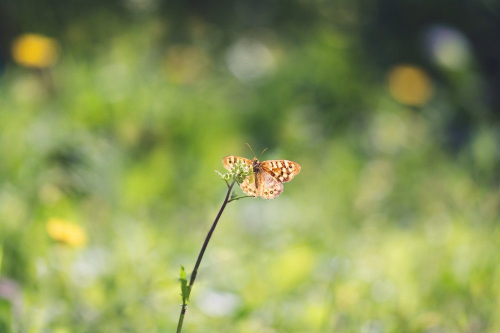 Photograph by Mohammed Oussama