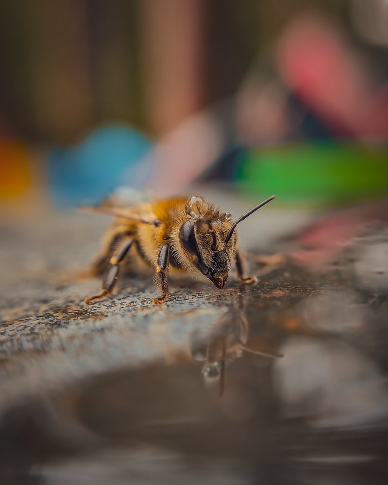 Пчелиный водопой