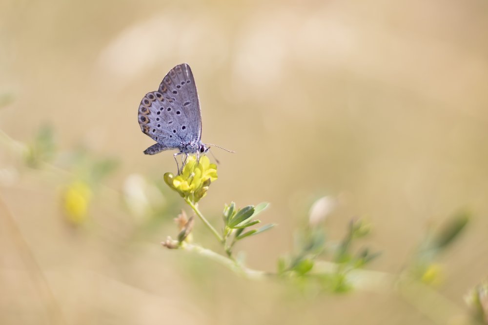 Photograph by Елена Носова