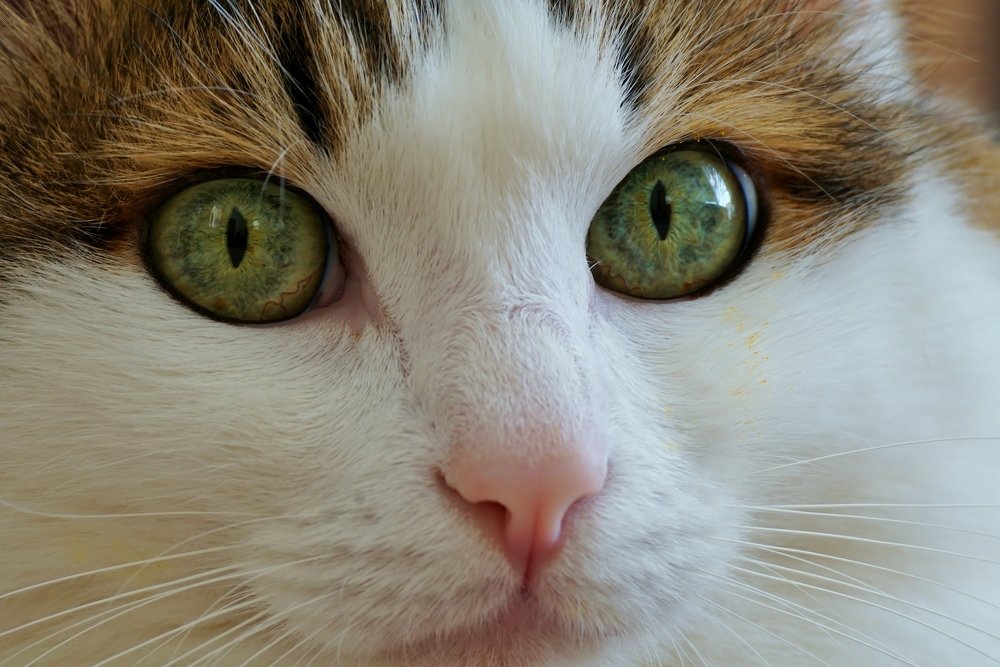 Photograph by Александр Попов