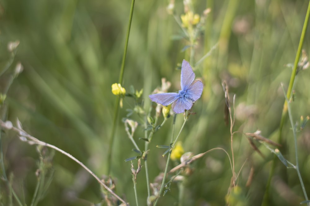 Photograph by Елена Носова