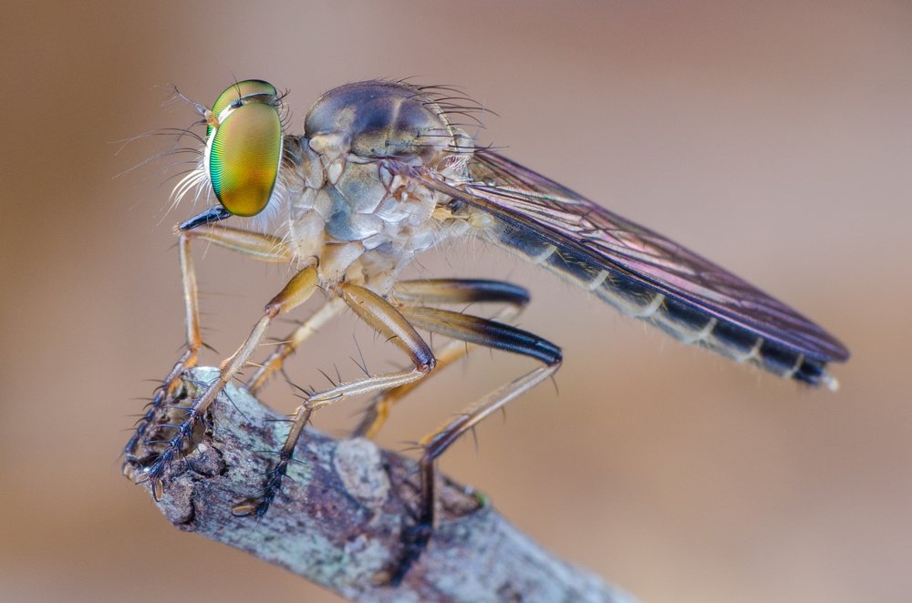 Photograph by Mohd Faridz Bin Azhar