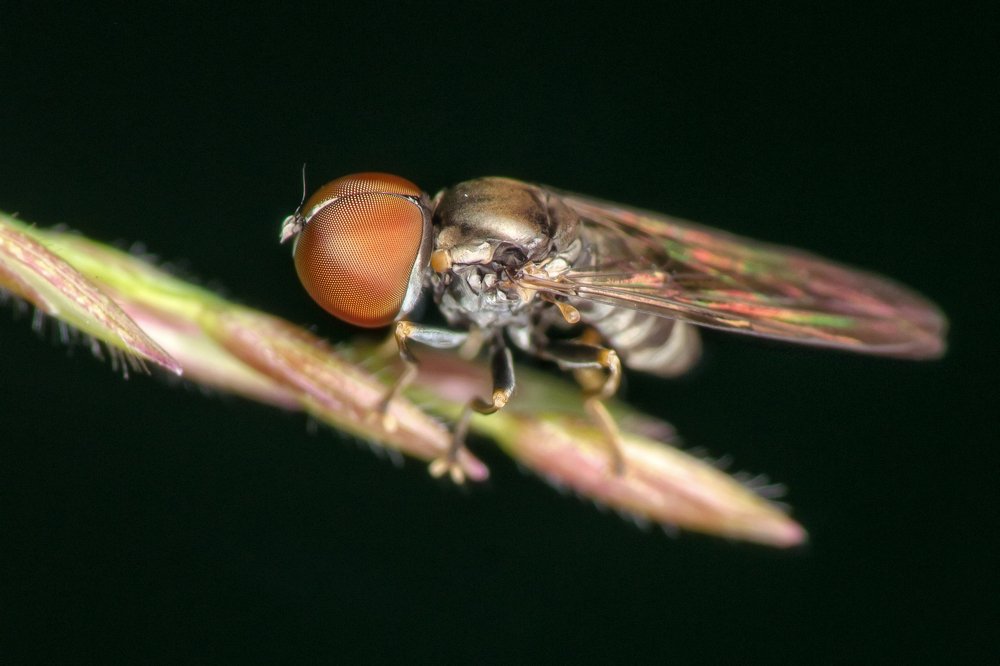 Photograph by Mohd Faridz Bin Azhar