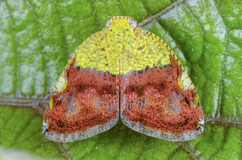 Photograph by Mohd Faridz Bin Azhar