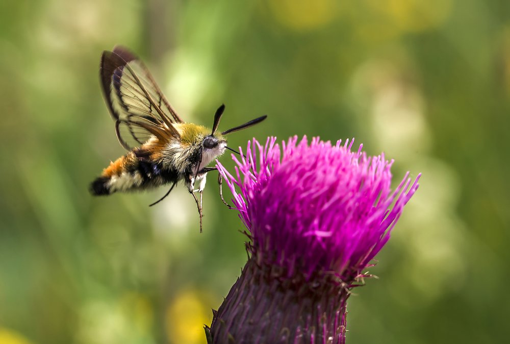 Photograph by Александр Широких