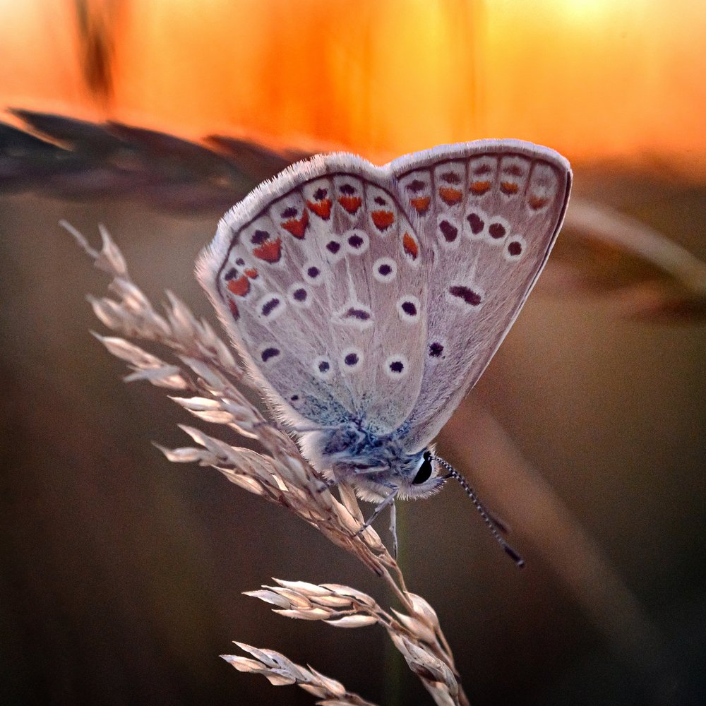 Photograph by Юрий Бершадский