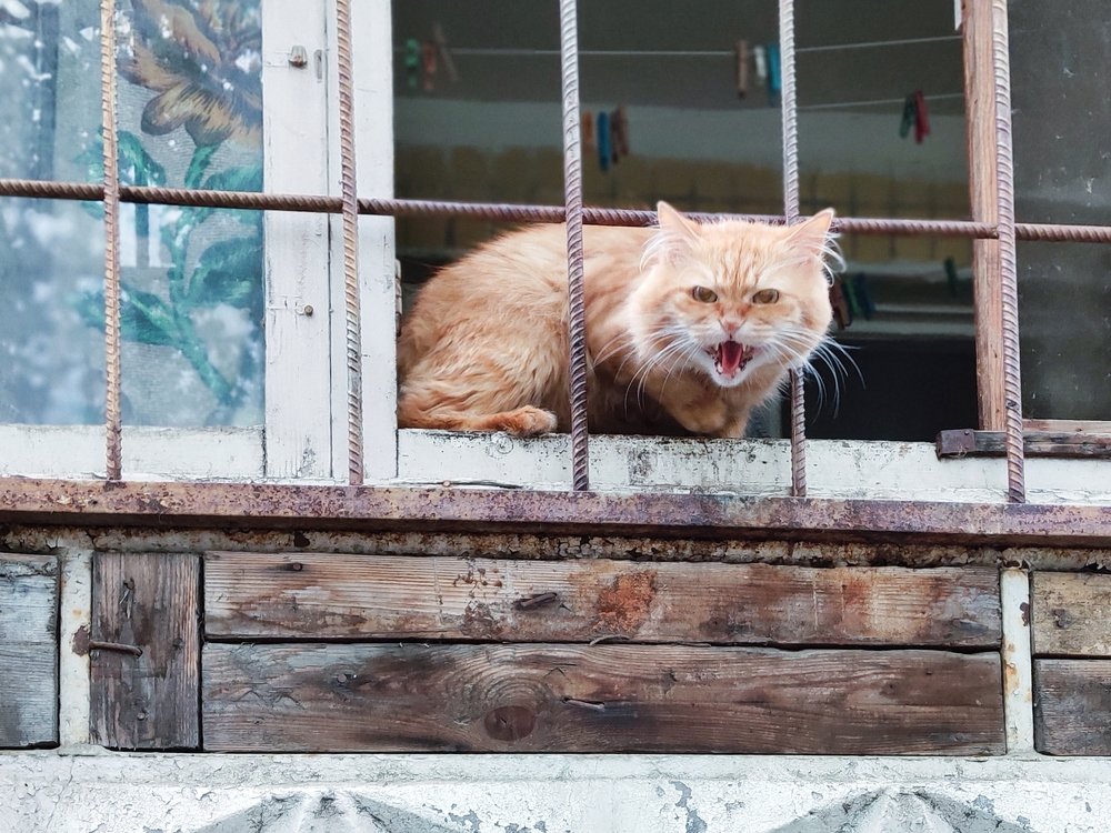 Photograph by андрей грищук