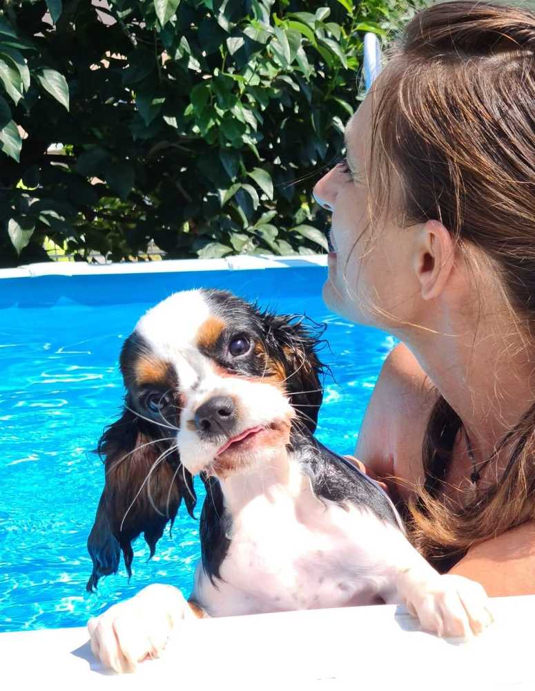 Dog in the pool