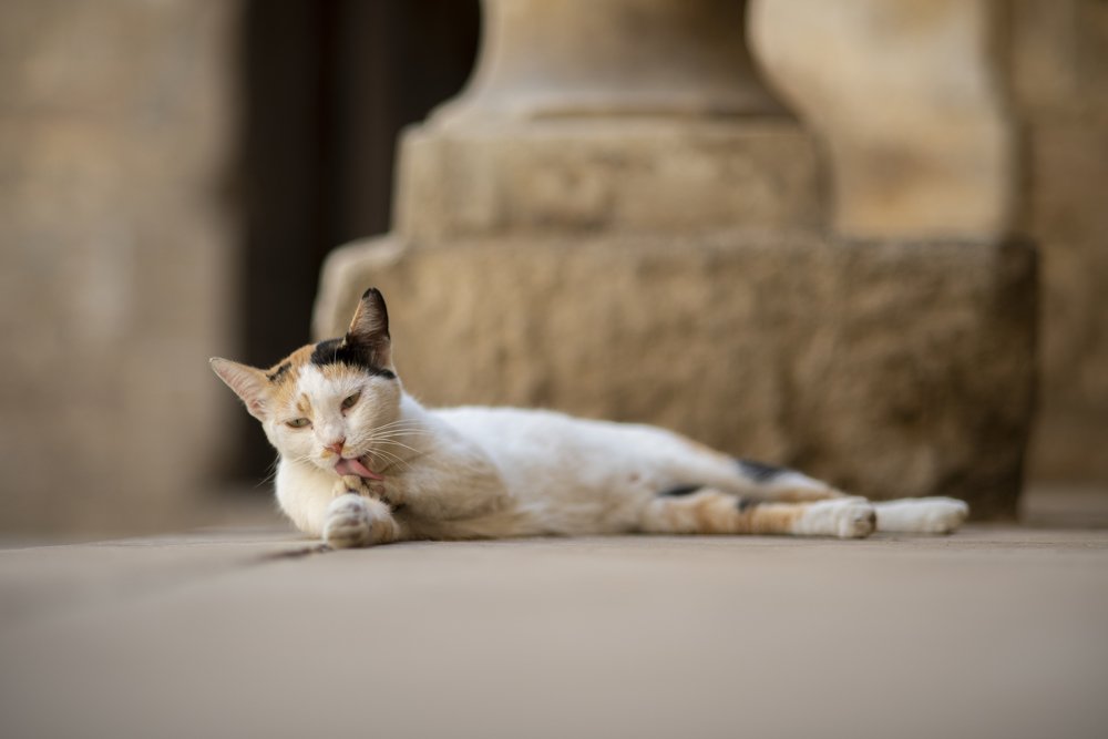 Photograph by Helmy Moataz