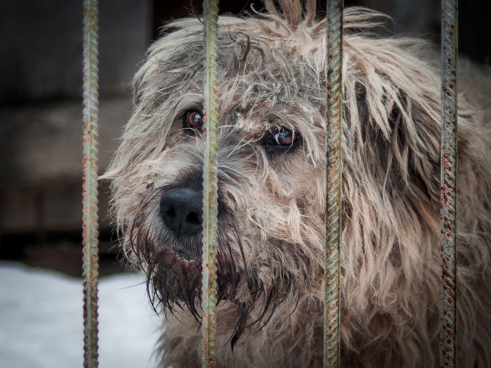 Преданный...