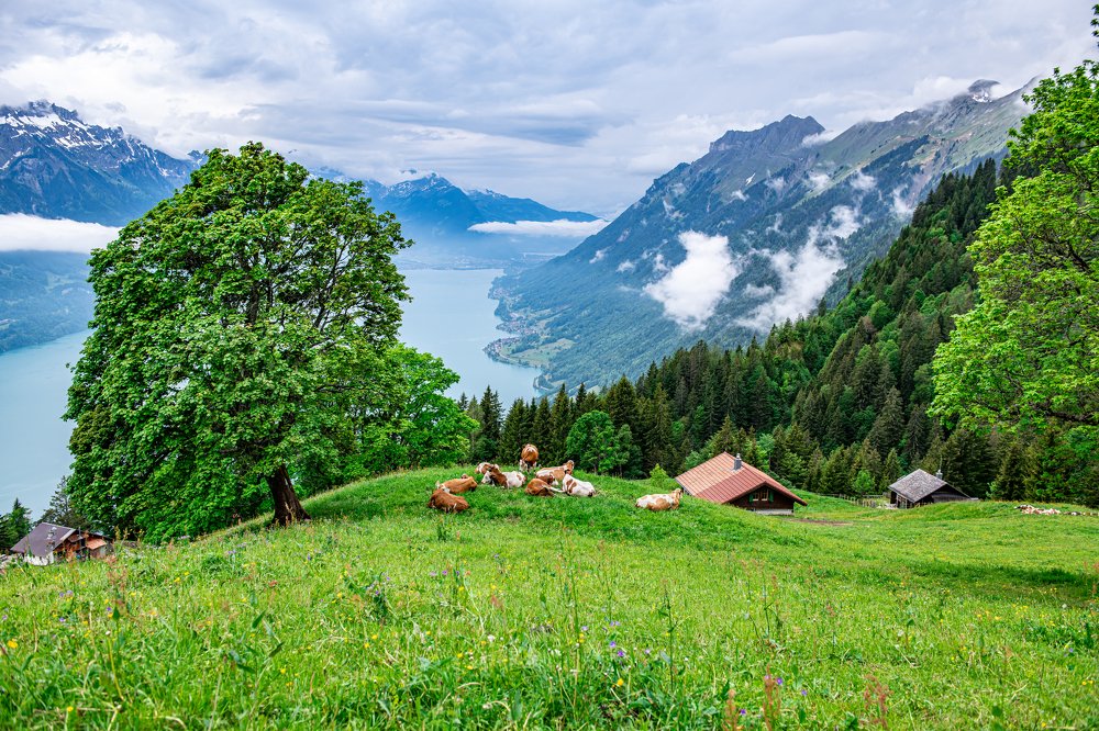 Фотография автора rohan sule